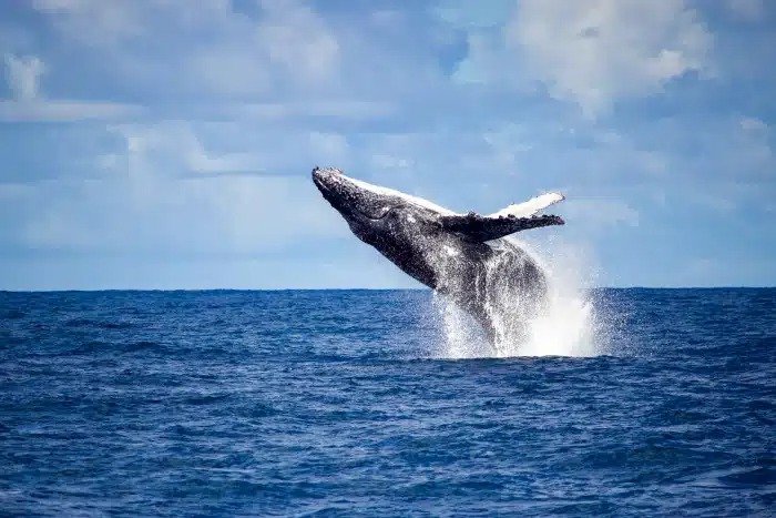 Aberta temporada de observação das baleias jubarte em Vitória.