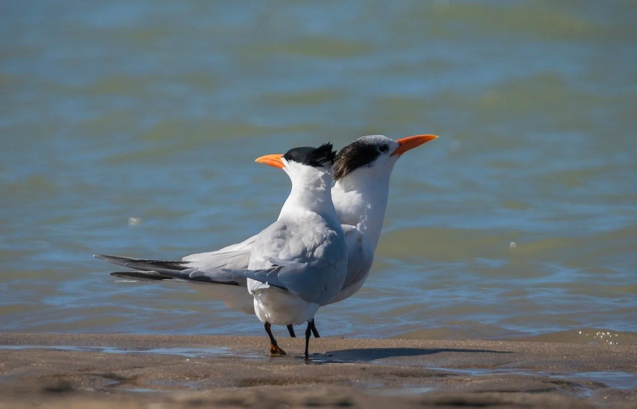 ES declara estado de emergência zoossanitária por causa da gripe aviária