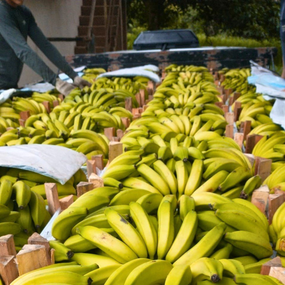 Banana está entre as culturas mais cultivadas no ES