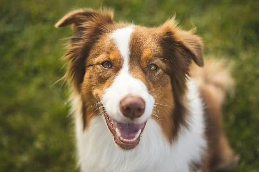 Pensa em ter um pet? Novo estudo avaliou 170 raças para detectar as mais inteligentes