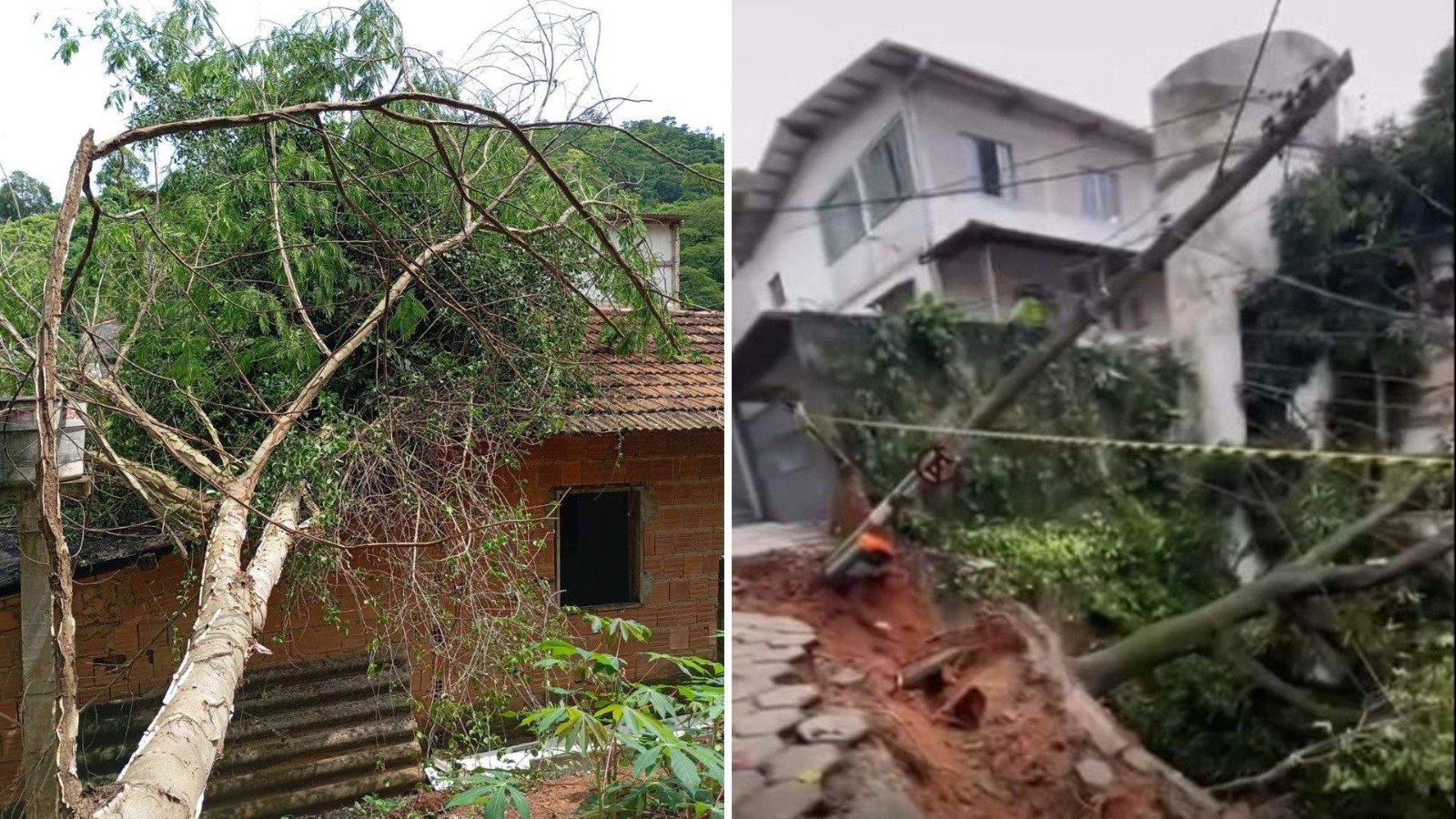 Árvores caem, atingem muro e parte da fiação em Vitória por conta da chuva