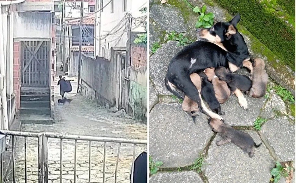 Homem é flagrado por câmera ao abandonar cachorros em bairro de Vitória