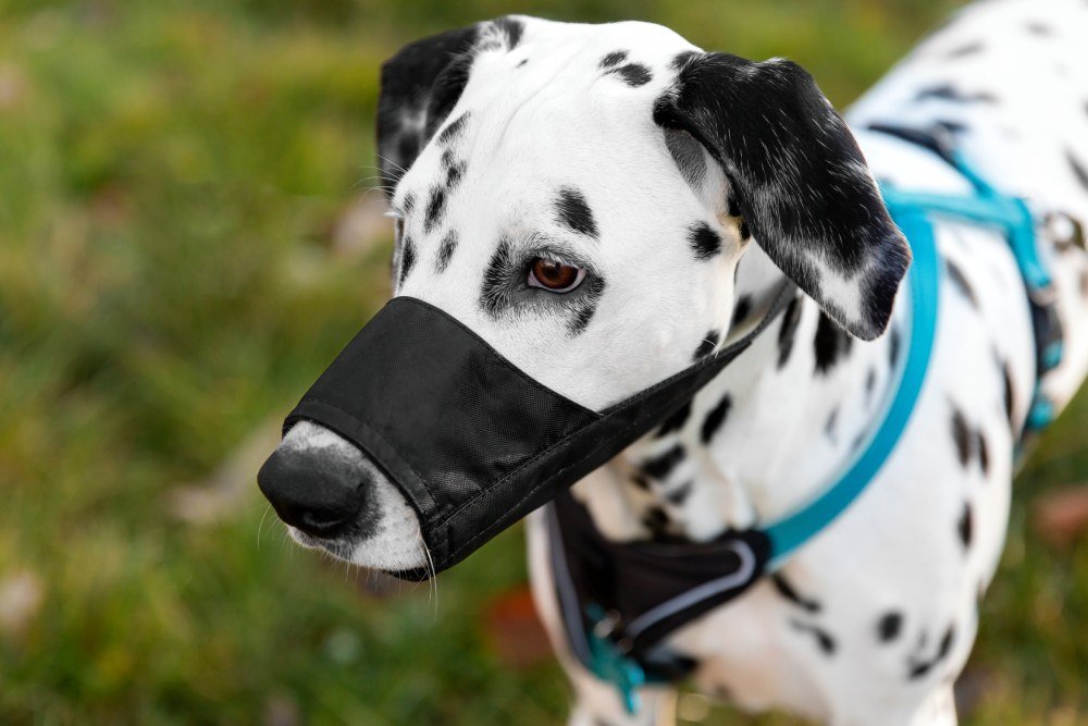 Conselho alerta tutores sobre regras ao passear com cachorros