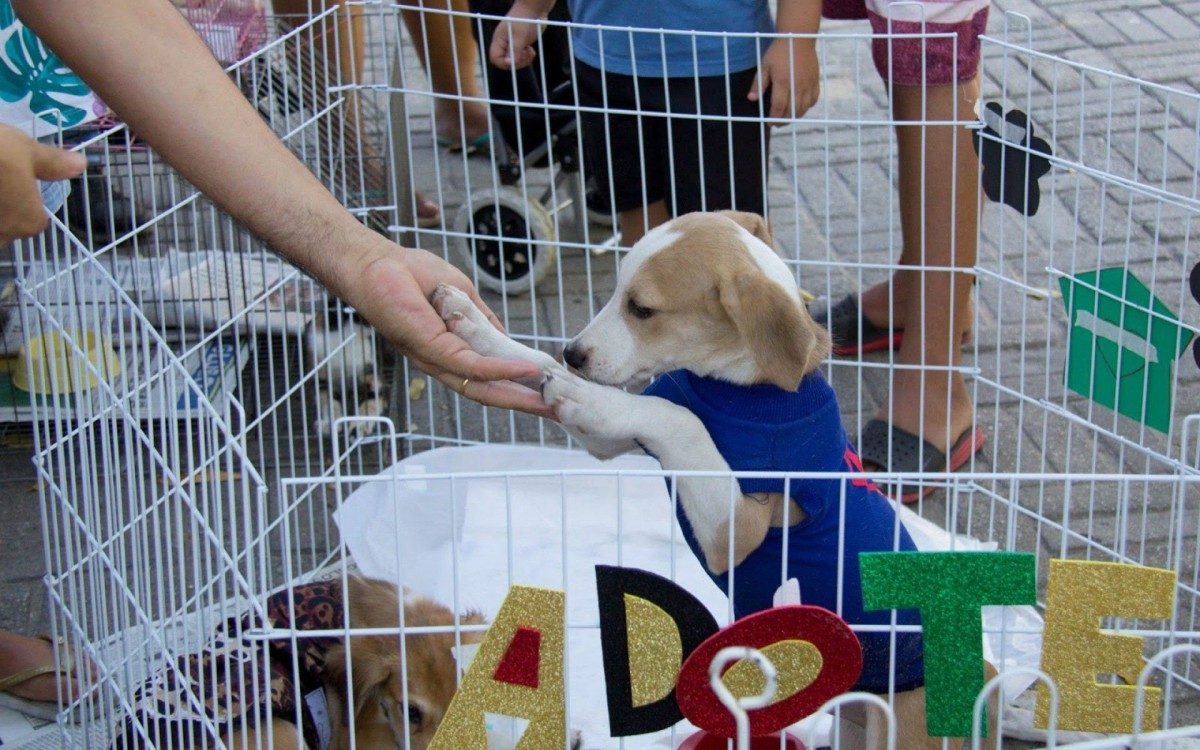 Shopping de Vila Velha promove feira de adoção pet neste sábado