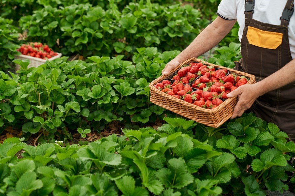 Popularização do “morango do amor” chama atenção para força da produção capixaba