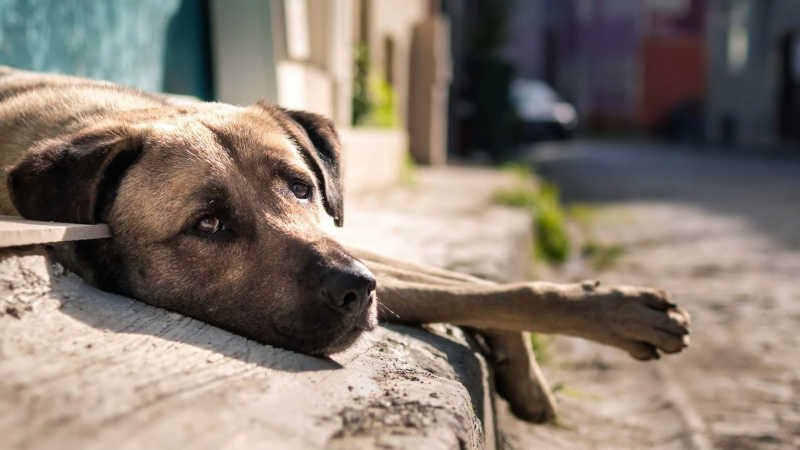 Cresce número de maus-tratos a animais no ES no primeiro semestre de 2025
