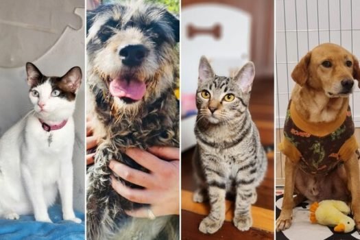 Cães e gatos aguardam a chance de encontrar um novo lar em feira de adoção em Vila Velha