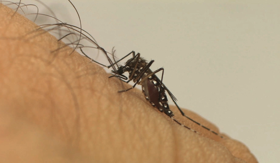 Reforço no combate ao mosquito no mês que antecede período sazonal do vetor da dengue
