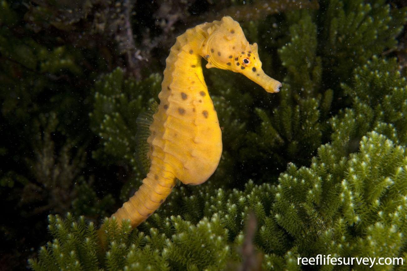 Cavalos-marinhos ganham monitoramento inédito no Espírito Santo