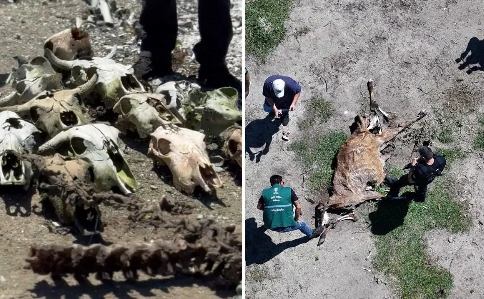 Abatedouro clandestino encontrado com ossos de bois, cavalos e cães em Vila Velha