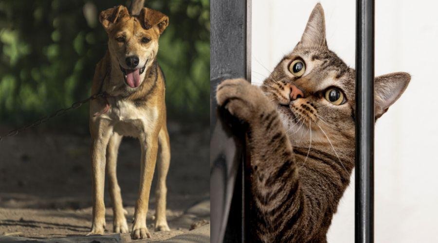 Prefeitura de Vila Velha abre inscrições para castração de cadelas e gatas