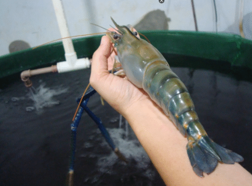 Aquicultura capixaba aposta no cultivo de camarão gigante em água doce