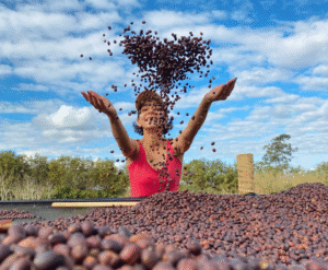 Primeira estimativa oficial de safra 2026 indica crescimento da produção de café no ES