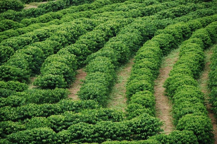 Projeto de Cafeicultura Sustentável fortalece produção e qualidade do café capixaba