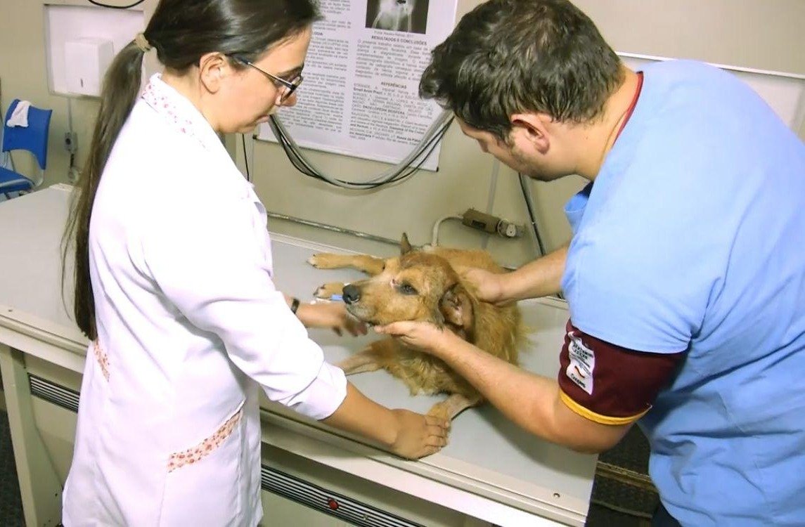 Governo do ES anuncia que Estado terá primeiro hospital público veterinário