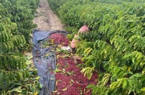 Novo Acordo do Rio Doce repassa R$ 9,46 milhões para produção de cafeicultura e pimenta-do-reino no ES
