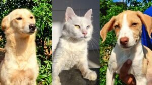 Evento de adoção de animais neste sábado no Santuário de Vila Velha