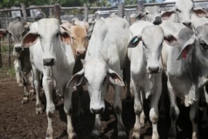 FNE prevê R$ 1,5 bilhão para financiamento da pecuária em 2027 no ES