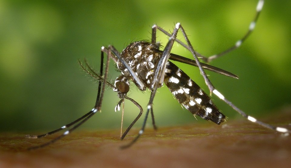 ES investiga 4 mortes por suspeita de dengue e são 6 vítimas confirmadas este ano